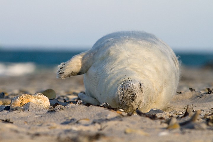 Kegelrobbe Halichoerus grypus